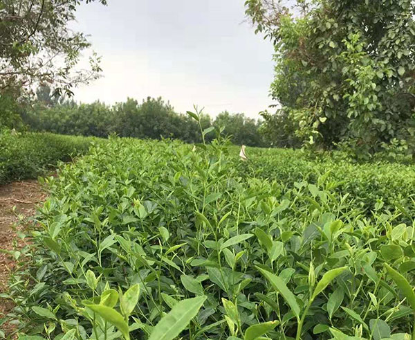 如何辨别茶叶是添加剂茶还是天然茶