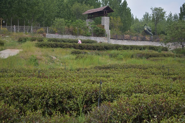 汶上茶叶种植基地