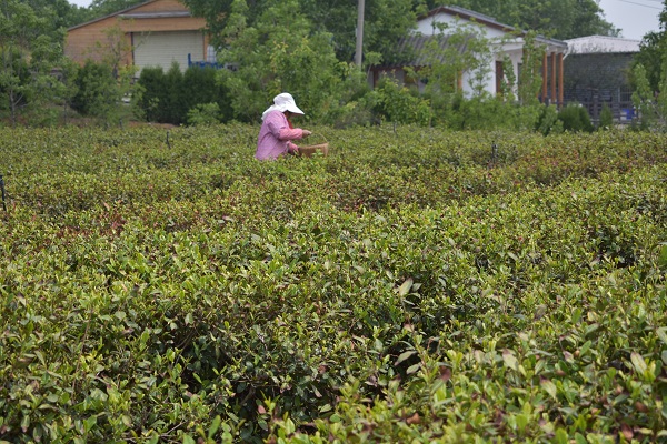 山东汶上茶叶基地