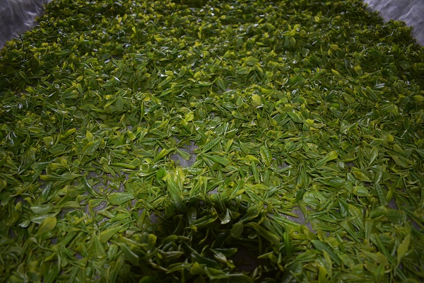 汶上生态茶叶种植园区