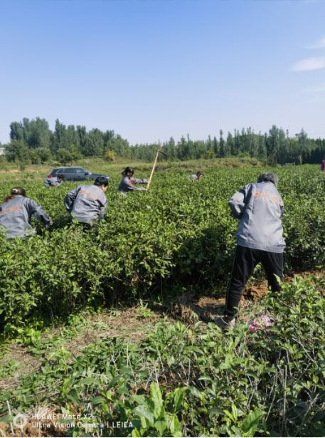 山东茶叶种植基地