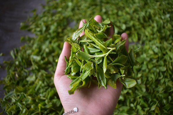 济宁茶叶种植园区