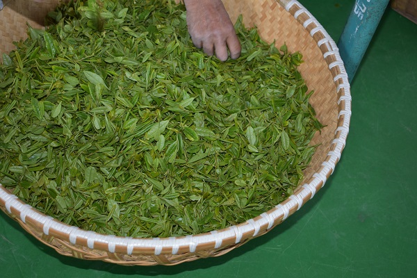 山东茶叶种植基地
