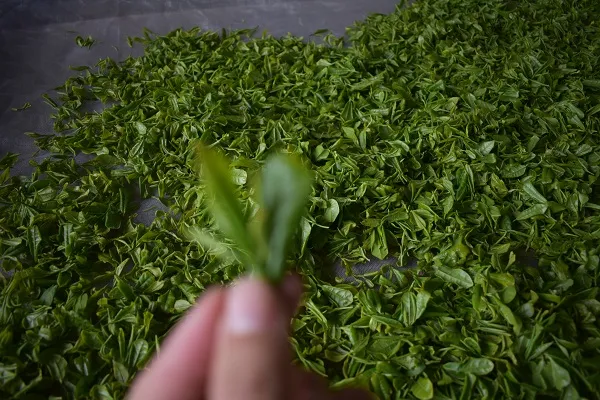 汶上茶叶种植